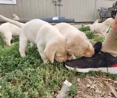 6 adorable yellow Lab puppies for sale