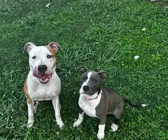 Blue and gotti pitbull puppies for adoption - 1