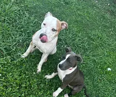 Blue and gotti pitbull puppies for adoption - 2