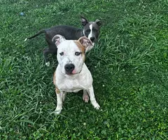 Blue and gotti pitbull puppies for adoption - 4