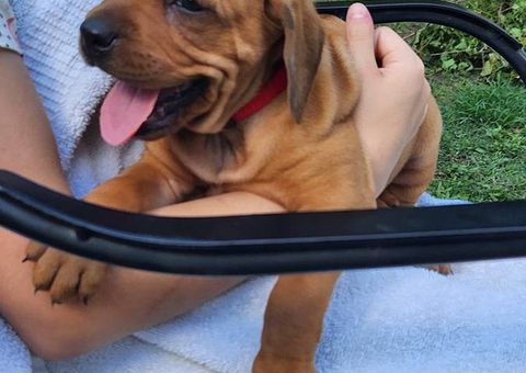 Red bone coonhound mix puppies