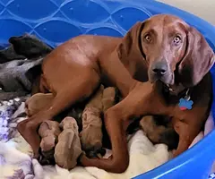 Red bone coonhound mix puppies - 7