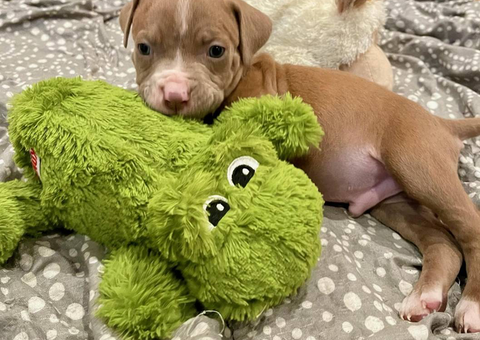 Cute American Staffordshire Terrier Puppies