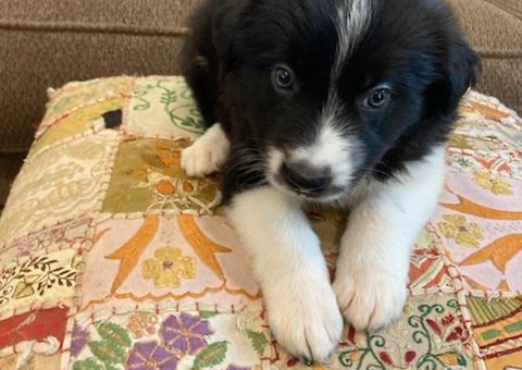 One female Border Collie puppy left