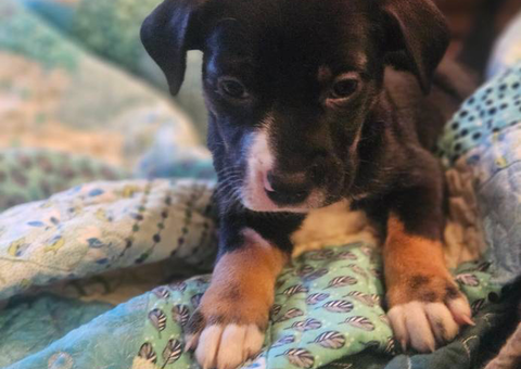 Pitbull Rottweiler cross