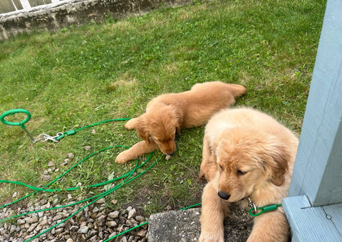 2 Golden Retriever puppies for sale