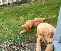2 Golden Retriever puppies for sale