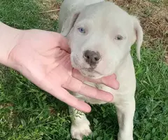 Male and female Pitbull puppies