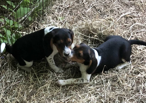 Purebred Beagle babies for sale
