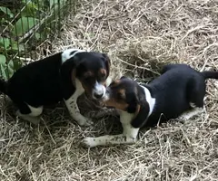 Purebred Beagle babies for sale - 1