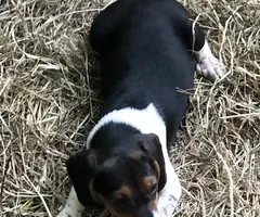 Purebred Beagle babies for sale - 2
