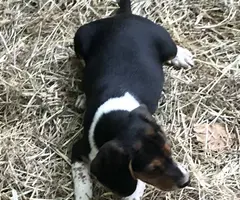 Purebred Beagle babies for sale - 3