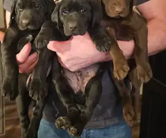 Labrador GSP mix puppies