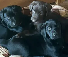 Labrador GSP mix puppies - 2