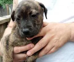 10 Labrabull puppies needing new homes - 1