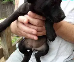 10 Labrabull puppies needing new homes - 2