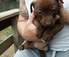 10 Labrabull puppies needing new homes - 3