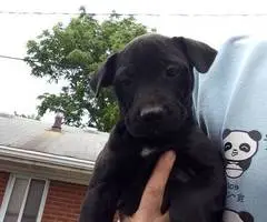 10 Labrabull puppies needing new homes - 4