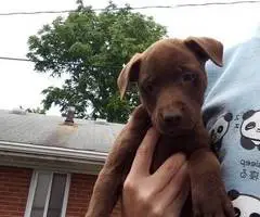 10 Labrabull puppies needing new homes - 5