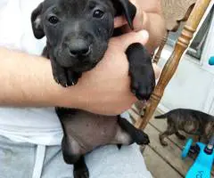 10 Labrabull puppies needing new homes - 6