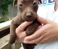 10 Labrabull puppies needing new homes - 7