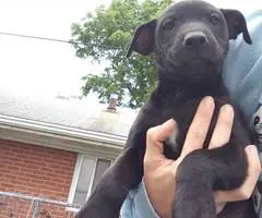 10 Labrabull puppies needing new homes - 8