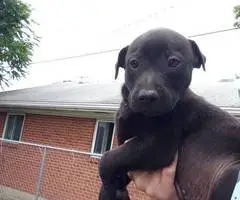 10 Labrabull puppies needing new homes - 9