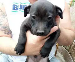 10 Labrabull puppies needing new homes - 10