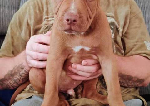 Purebred American Bullies