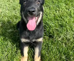 3 months old German shepherd puppy looking for a good home