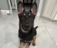 3 months old German shepherd puppy looking for a good home - 2
