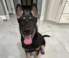 3 months old German shepherd puppy looking for a good home - 3