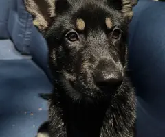 3 months old German shepherd puppy looking for a good home - 4