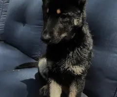 3 months old German shepherd puppy looking for a good home - 5