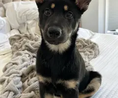 3 months old German shepherd puppy looking for a good home - 6