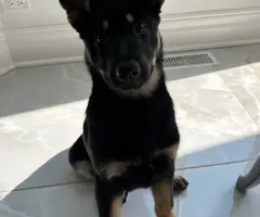 3 months old German shepherd puppy looking for a good home - 7