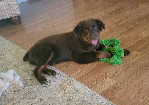 AKC Mini Australian Shepherd puppy