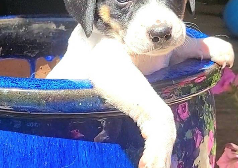 Rat terrier puppies for sale