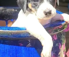 Rat terrier puppies for sale