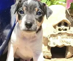 Rat terrier puppies for sale