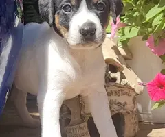 Rat terrier puppies for sale