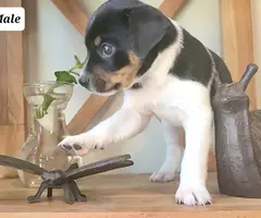 Rat terrier puppies for sale