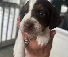 2 Chiweenie puppies for adoption - 3
