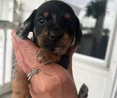 2 Chiweenie puppies for adoption - 5