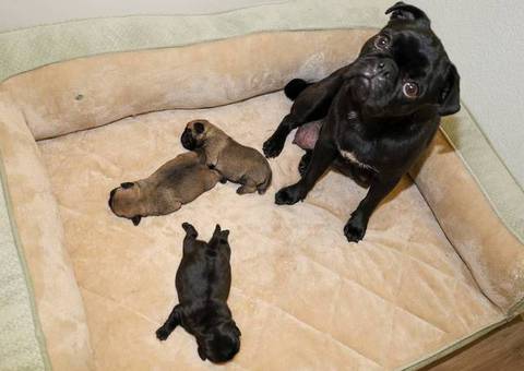 3 purebred pug puppies