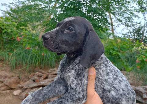 2 female and 1 male GSP puppies