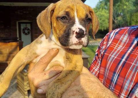 Stunning Boxer puppies for sale