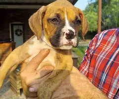 Stunning Boxer puppies for sale