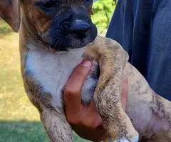 Stunning Boxer puppies for sale - 2