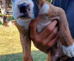 Stunning Boxer puppies for sale - 3